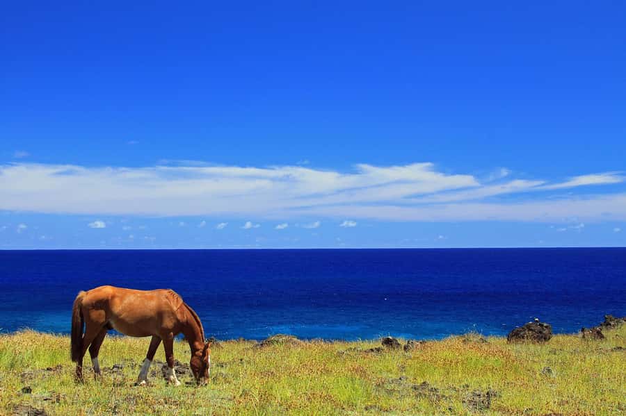 Terevaka Horse Excursion: The highest point and 360° view. - A 150-minute outing that keeps the day flexible