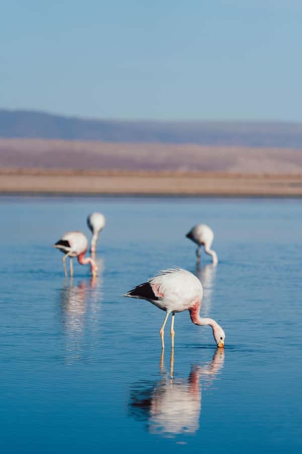 Triple tour: Red stones, highland lagoons and Chaxa Lagoon - Key points to know before booking