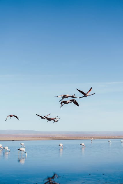 Triple tour: Red stones, highland lagoons and Chaxa Lagoon - Miscanti and Miñiques: blue water under volcanoes