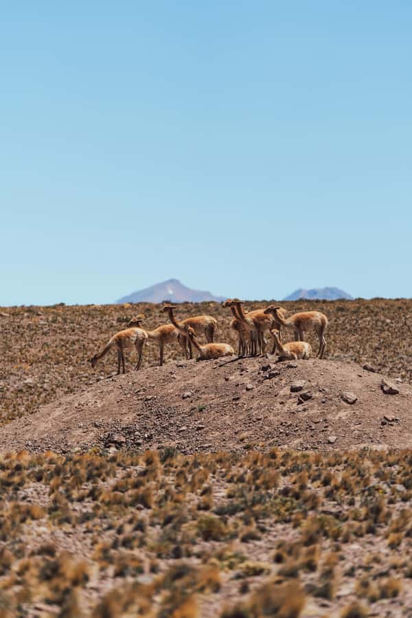 Triple tour: Red stones, highland lagoons and Chaxa Lagoon - Lunch in a quiet desert setting