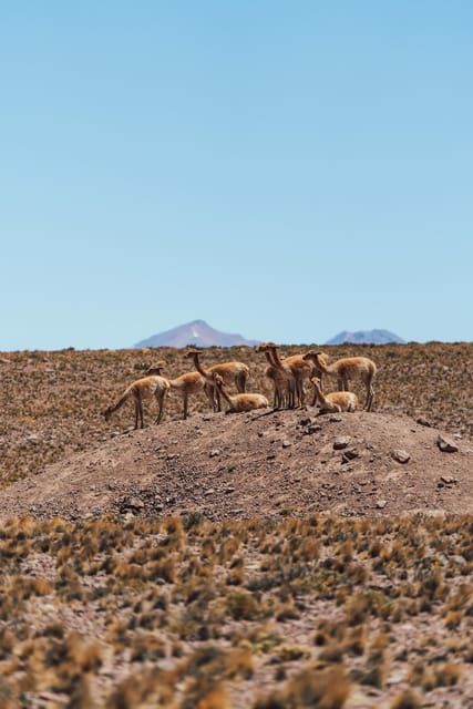 Triple tour: Red stones, highland lagoons and Chaxa Lagoon - Chaxa Lagoon and the chance to see flamingos