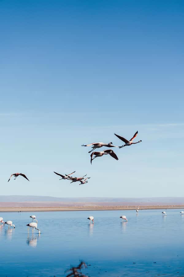 Triple tour: Red stones, highland lagoons and Chaxa Lagoon - Guides, drivers, and the small-group experience