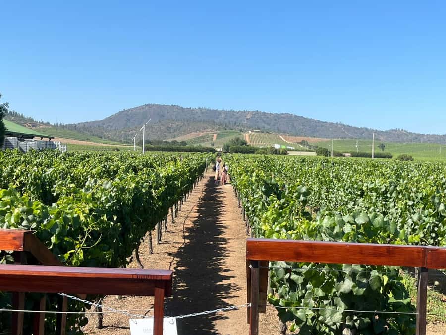 Valparaíso to Casablanca: wine tour with premium tasting and transportation - From Valparaíso to the Casablanca Valley