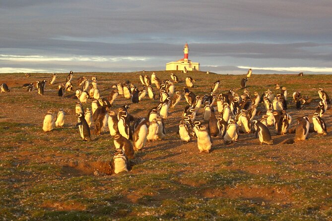Walk alongside Penguins on Magdalene Island and navigate Marta Island - The bus and boat ride from Punta Arenas