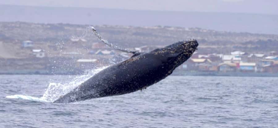 Whales & Humboldt Penguins: Chañaral or Damas island hiking - Key details that shape the day