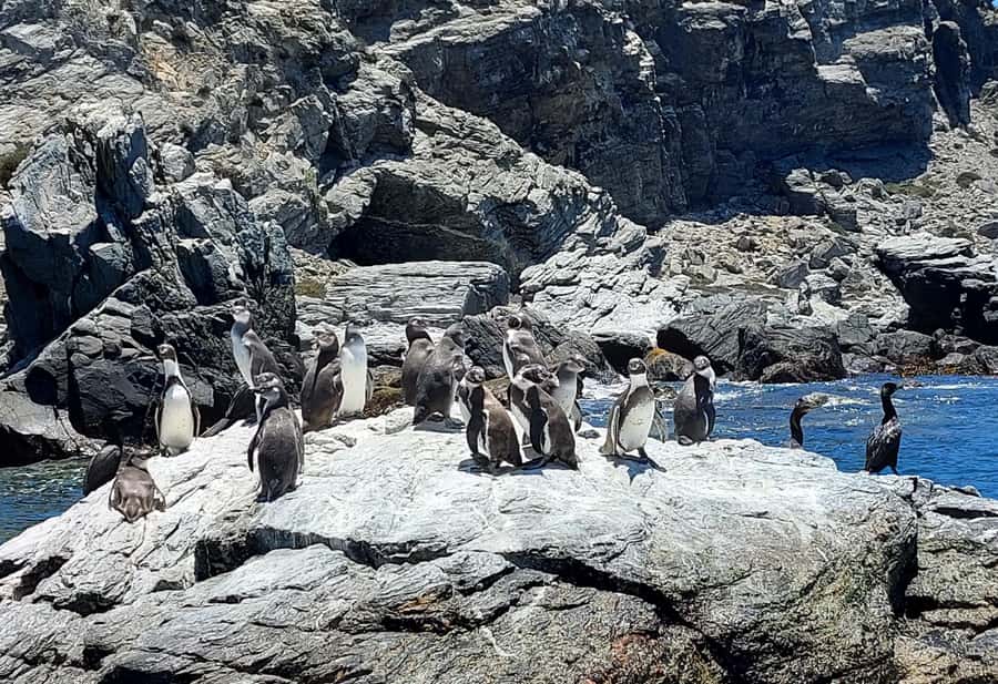 Whales & Humboldt Penguins: Chañaral or Damas island hiking - From La Serena to the old Juan Soldado crossing