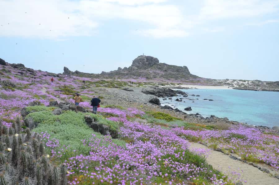 Whales & Humboldt Penguins: Chañaral or Damas island hiking - Quebrada de los Choros marks the desert edge