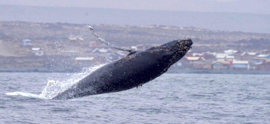 Whales & Humboldt Penguins: Chañaral or Damas island hiking - Punta de Choros is the gateway to the boat