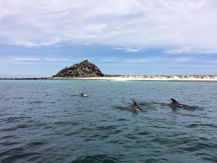 Whales & Humboldt Penguins: Chañaral or Damas island hiking - Who will enjoy this day most?